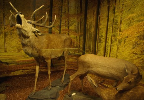 Le cerf, la biche et le faon, un spectacle impossible à voir dans la nature.