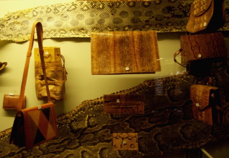 La peau des animaux a toujours servi à confectionner habits ou accessoires.