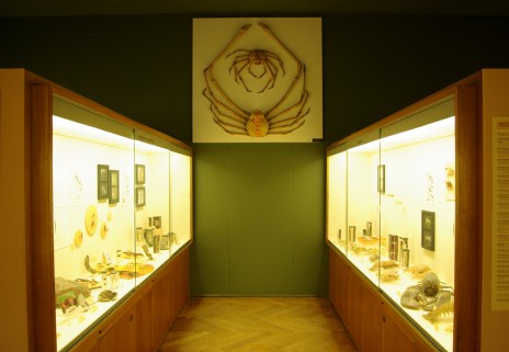 La salle des invertébrés est sans doute celle où l'esthétique a été le plus étudié.