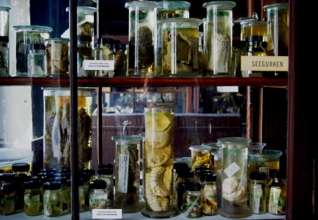 Le musée regorge de trésors... parfois étranges...