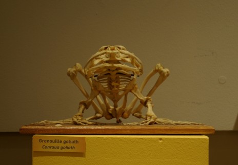 La grenouille Goliath, pièce de l'exposition "Croquer à pleines dents" jusqu'au 6 janvier 2013.