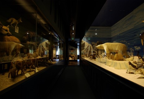 Les animaux polaires et leurs cousins des pays chauds se font face.