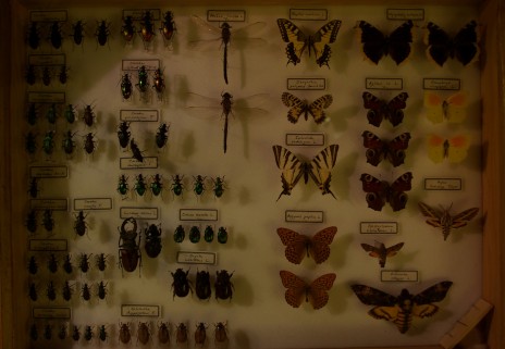 Le musée a récolté 60 000 insectes il y a deux ans.