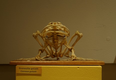 La grenouille Goliath, pièce de l'exposition "Croquer à pleines dents" jusqu'au 6 janvier 2013.