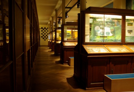 La salle des insectes reflète bien l'architecture allemande de la fin du XIXème siècle.