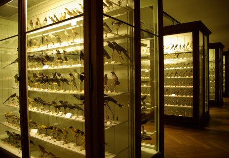 La galerie des oiseaux est un patrimoine qu'aimeraient préserver les Amis du Vieux Strasbourg.