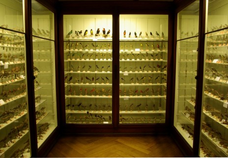 La collection de Jean Hermann comptait plus de 900 oiseaux.