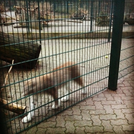 Dans les enclos du "grand secteur", un pavage a été installé pour la "facilité d'entretien et l'hygiène". Ici, l'un des deux lynx de Sibérie du zoo (Photo MM)
