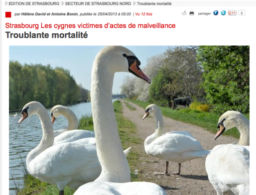 Des cygnes victimes de mauvais traitements dans le nord de l'agglomération (Capture DNA)