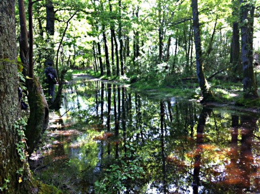 Au centre de la "zone d'aménagement différée", rebaptisée "zone à défendre", des sous-bois humides où vivent des espèces protégées (Photo MM / Rue89 Strasbourg)