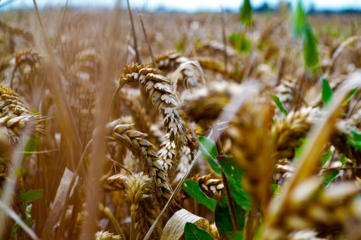 La PAC est versée individuellement aux agriculteurs mais pas seulement... D'autres acteurs de l'agriculture et du développement rural touchent également des aides européennes au nom de la Politique olitique Agricole Commune. (Photo Flickr)