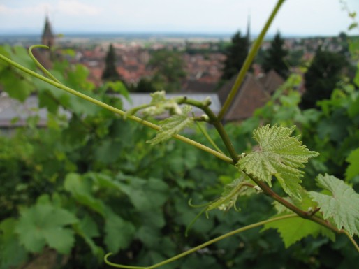 La viticulture a réussi à récupérer une partie des subventions européennes, dont elle était exclue jusqu'alors. (Photo notfrancois / FlickR / CC)