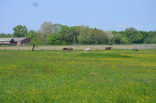 robertsauwanztenau 19