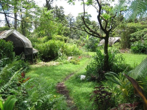 Un "jardin-forêt" en permaculture, en Nouvelle-Zélande (Document remis)