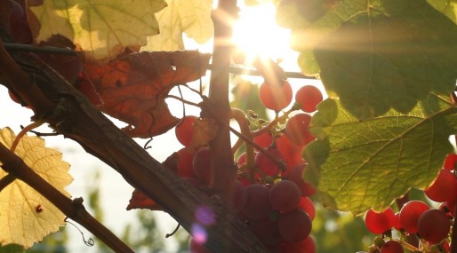 Le soleil dose la quantité de sucre dans le raisin. Que se passe-t-il alors quand le soleil change ? (Photo JR / Rue89 Strasbourg)