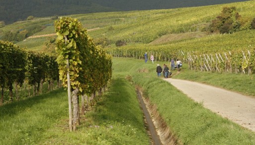 Chemins de vignes près d'Eguisheim (Photo JR / Rue89 Strasbourg)
