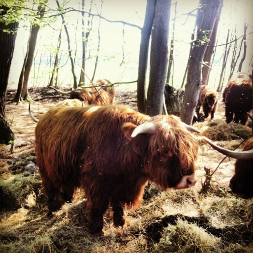 Un troupeau de highland cattles a été installé sur la zone non constructible entre la digue et la forêt de la Robertsau (Photo MM / Rue89 Strasbourg)