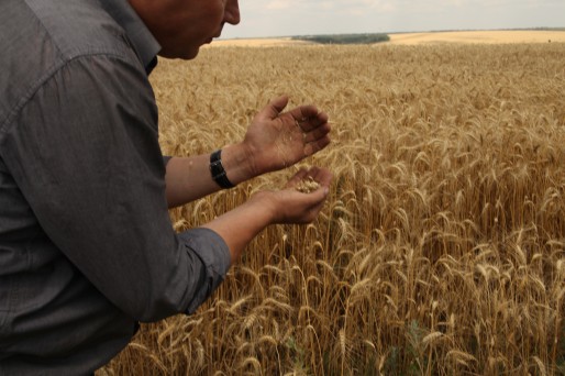 Le blé des agriculteurs moldaves se trouve au-delà de l'enclave. Il est prêt à être moissonné.