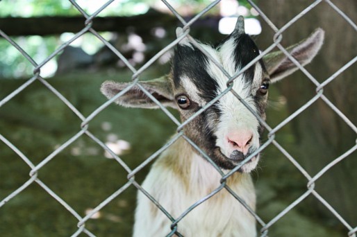 Si vous avez croisé, cette chèvre naine, merci de la restituer au parc animalier de la Wantzenau.  (Document transmis)