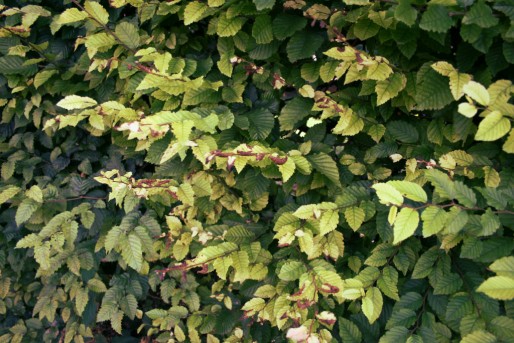 Les feuilles d'une haie mitoyenne, certaines très jaunies, d'autres vertes. Pour la propriétaire, seules les pesticides peuvent expliquer cet aspect (Photo JFG/ Rue89 Strasbourg)