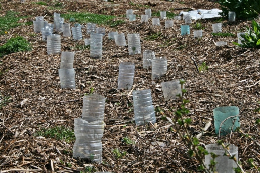 Des bouteilles plastique sont utilisées pour protéger les semis des limaces (Photo MH)