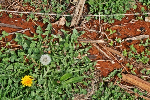 Les allées du jardin sont recouvertes de trèfle qui amende le sol et matérialise là où l'on peut marcher (Photo MH)