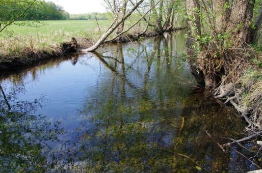 Un ruisseau (Photo Pierre Sigwalt / Alsace Nature)