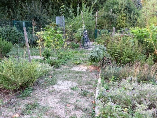 Le jardin considéré "en friche". (Photo Clémence Simon/Rue89 Strasbourg)