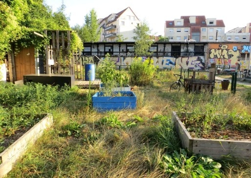 Le jardin partagé du quartier gare souffre de la sécheresse. (Photo Clémence Simon/Rue89 Strasbourg)