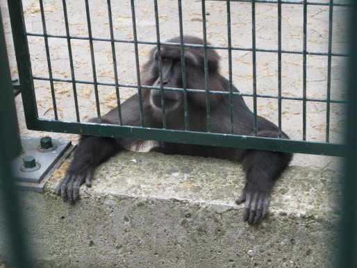 Les macaques de Tonkéan sont l'une des principales attractions du zoo (Photo DR)