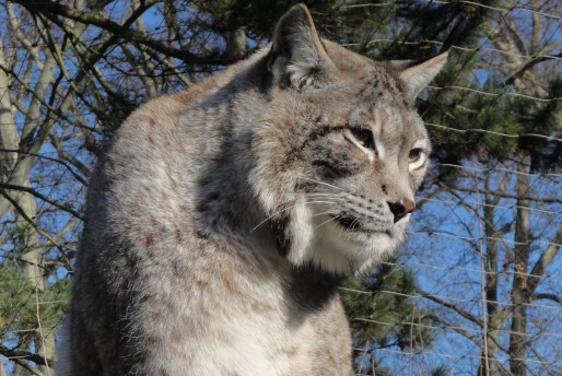 Les lynx de Sibérie, apathiques ou invisibles, sont dans le viseur des critiques (Document remis)