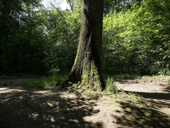 Au chêne pédonculé, prenez à droite (Photo Pascal Bastien)