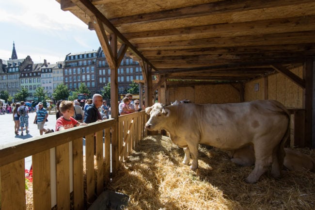 La précédente édition de Ferme en ville avait eu lieu place Kléber du 26 au 29 juin 2016. (photo Jérôme Dorkel / Strasbourg Eurométropole)