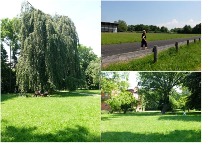 Après un stade, le parc Albert-Schweitzer - A noter que l'arbre qui apparaît sur la photo de gauche a été abattu le lendemain de la prise de vue (Photos MM / Rue89 Strasbourg)