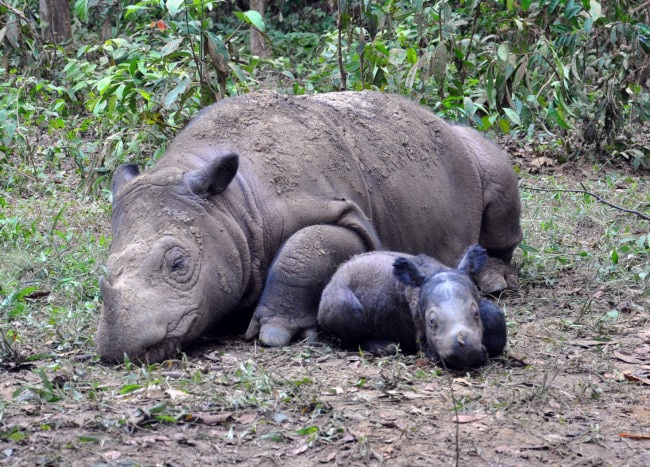 Deux rhinocéros Sumatra (photo Wikimedia Commons / CC)