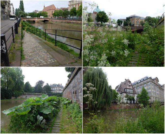 Le long du canal des Faux-Remparts, au nord de l'ellipse insulaire (Photos MM / Rue89 Strasbourg)