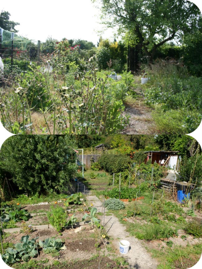 Mon jardin familial, en friche en 2015, cultivé en 2016 (Photo MM / Rue89 Strasbourg)