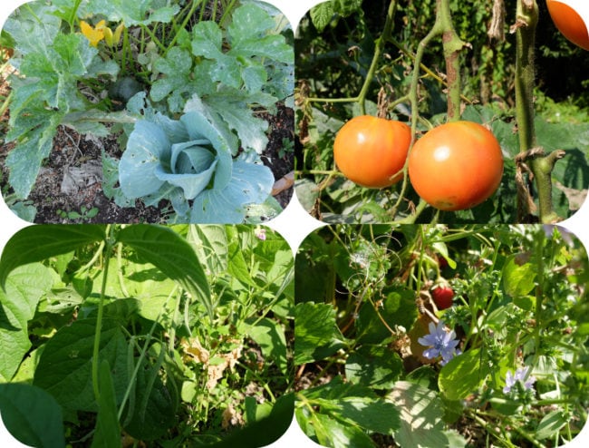 Choux et courgettes, tomates, haricots et fraises - jardin 2016 (Photo MM / Rue89 Strasbourg)