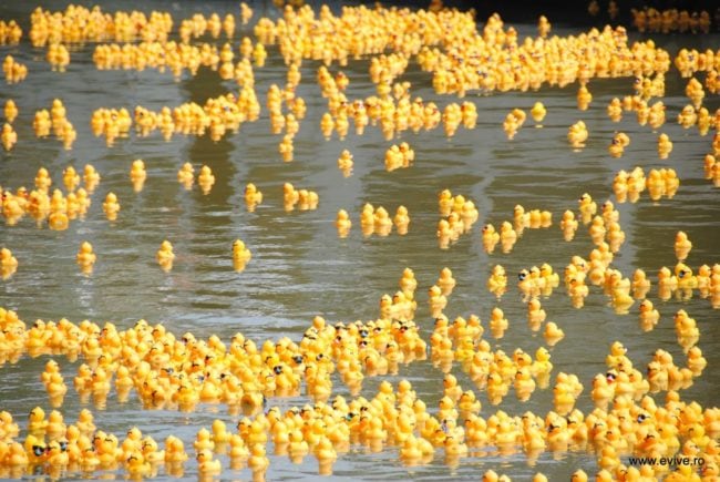 Une course de canards en plastique à Timisoara (Photo Evol.ro / FlickR / cc)