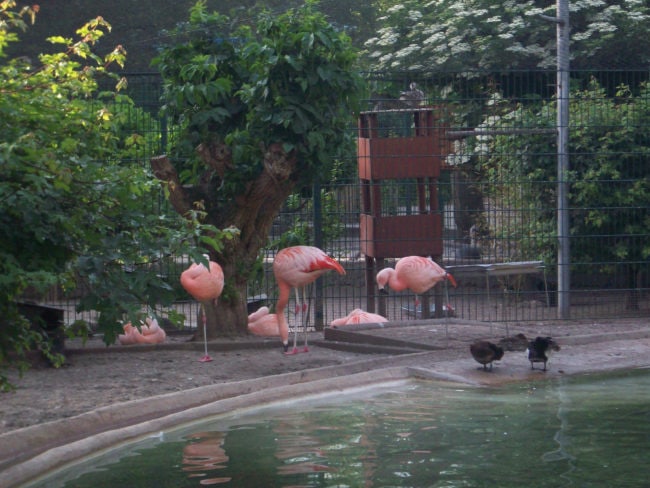 Dans le projet des Amis du zoo, les flamands roses et autres volatiles bénéficieront d'une "volière d'immersion" (Photo DL/Rue 89 Strasbourg/cc)