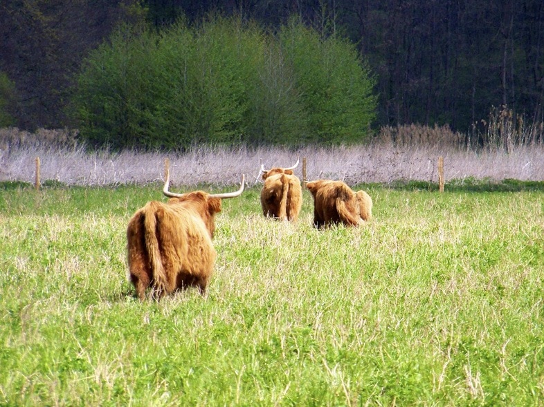 Des bovins rustiques à la Robertsau