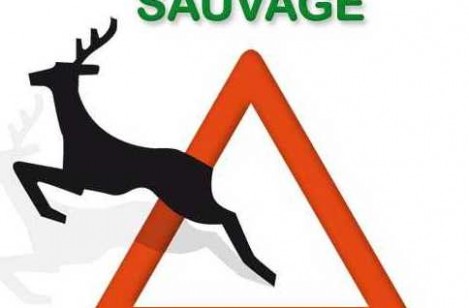 Un festival dans les Vosges pour s’aérer les neurones au grand air