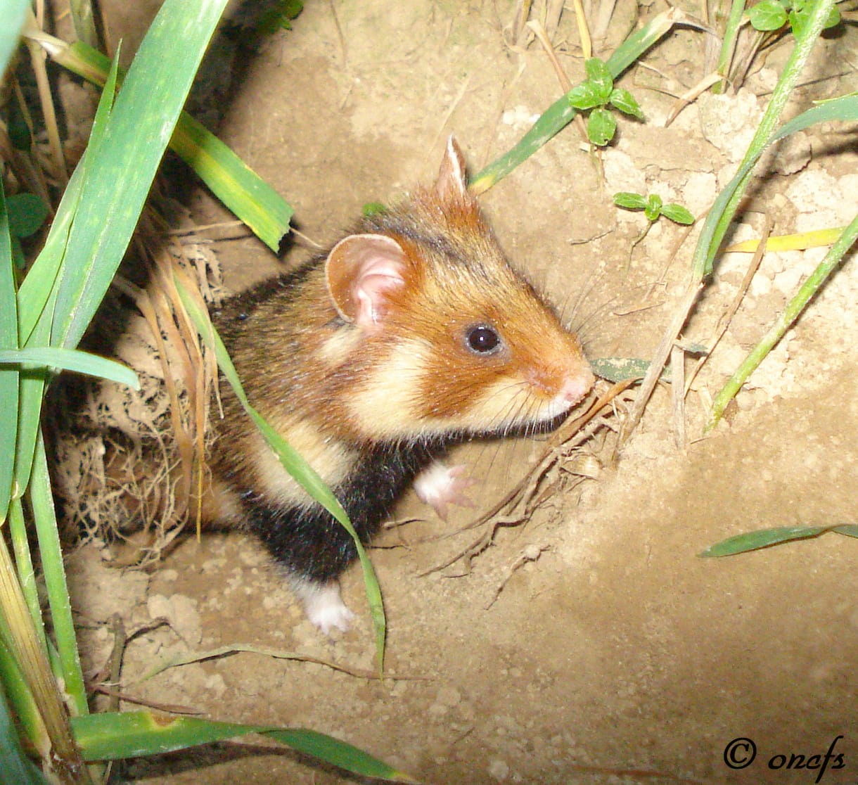 Le grand hamster divise plus que jamais