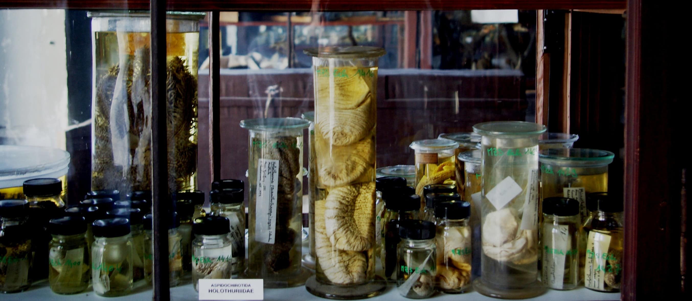 Dans les entrailles du Musée zoologique, collections en sursis