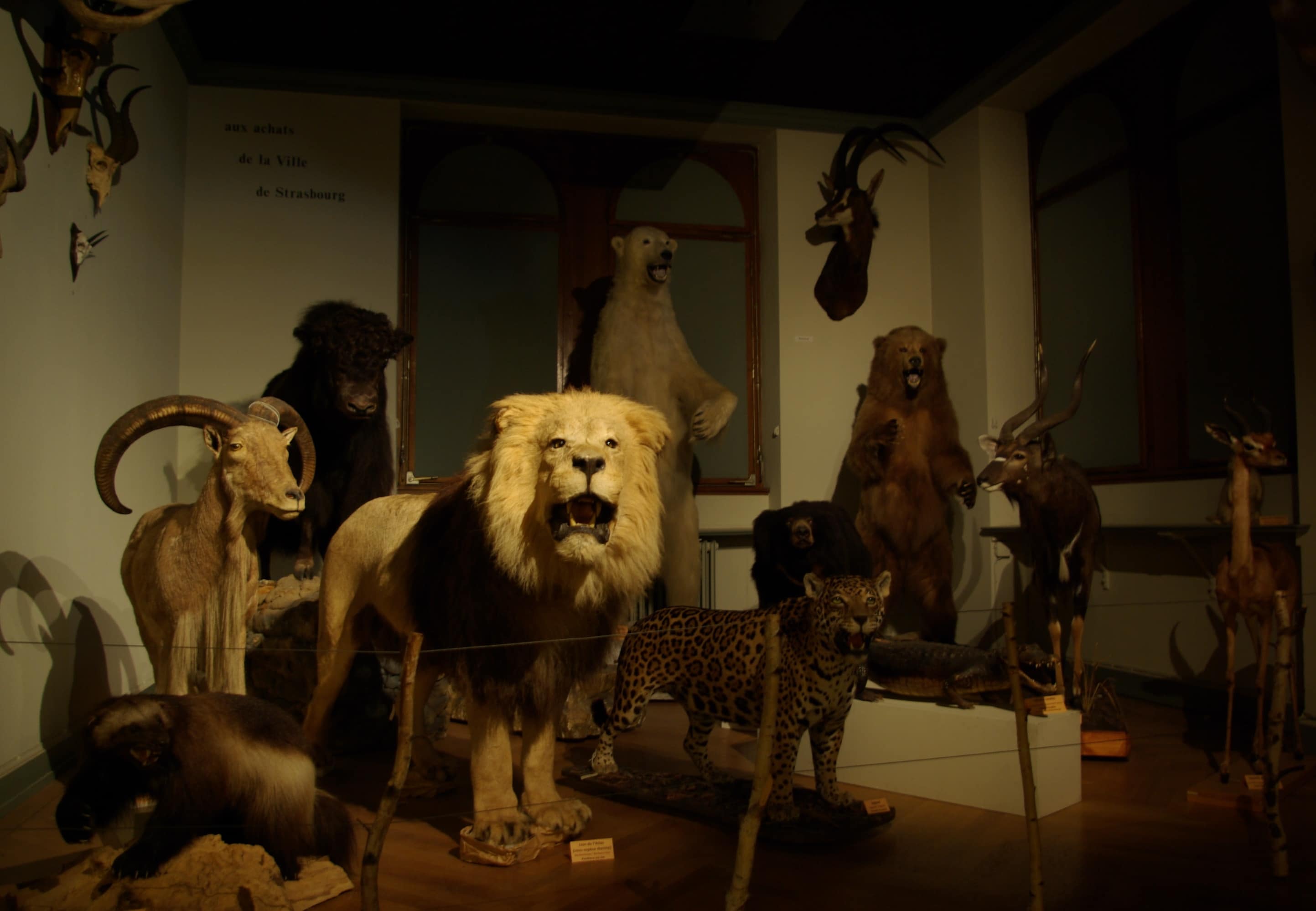 Visitez les coulisses secrètes du musée zoologique de Strasbourg