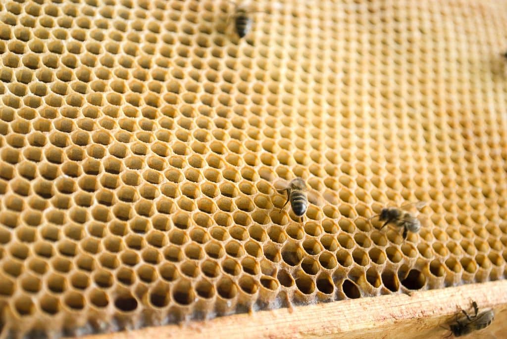 Décimées à la campagne, les abeilles font leur miel à Strasbourg