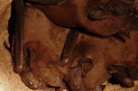 Près de 500 chauve-souris rares découvertes dans un arbre abattu