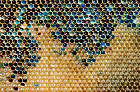 Mars soupçonné d’être à l’origine d’une pollution du miel à Ribeauvillé