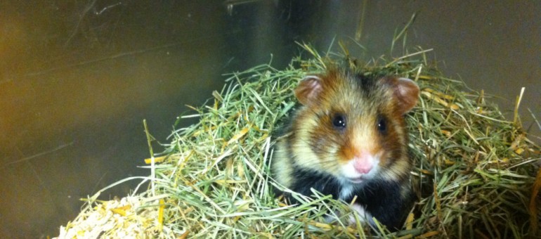 Tribune : « Il ne faut pas sauver le grand hamster »