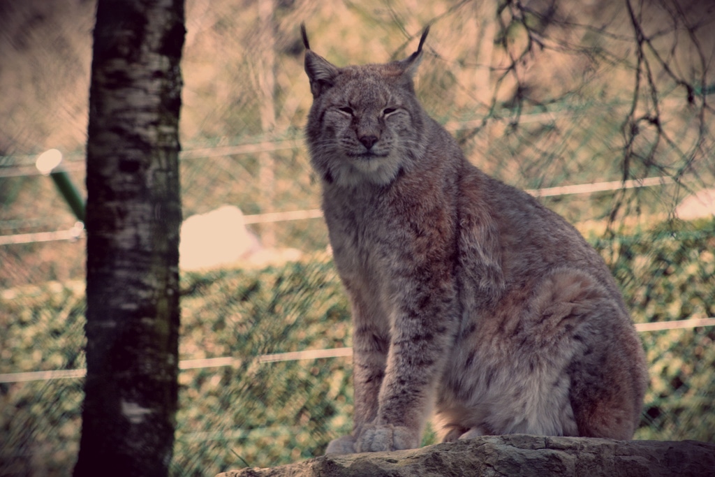 Lynx d'Europe